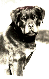 cory-1.gif (18632 bytes)