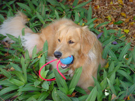 Train Duck Tollers to fetch with Go-Frrr Ball